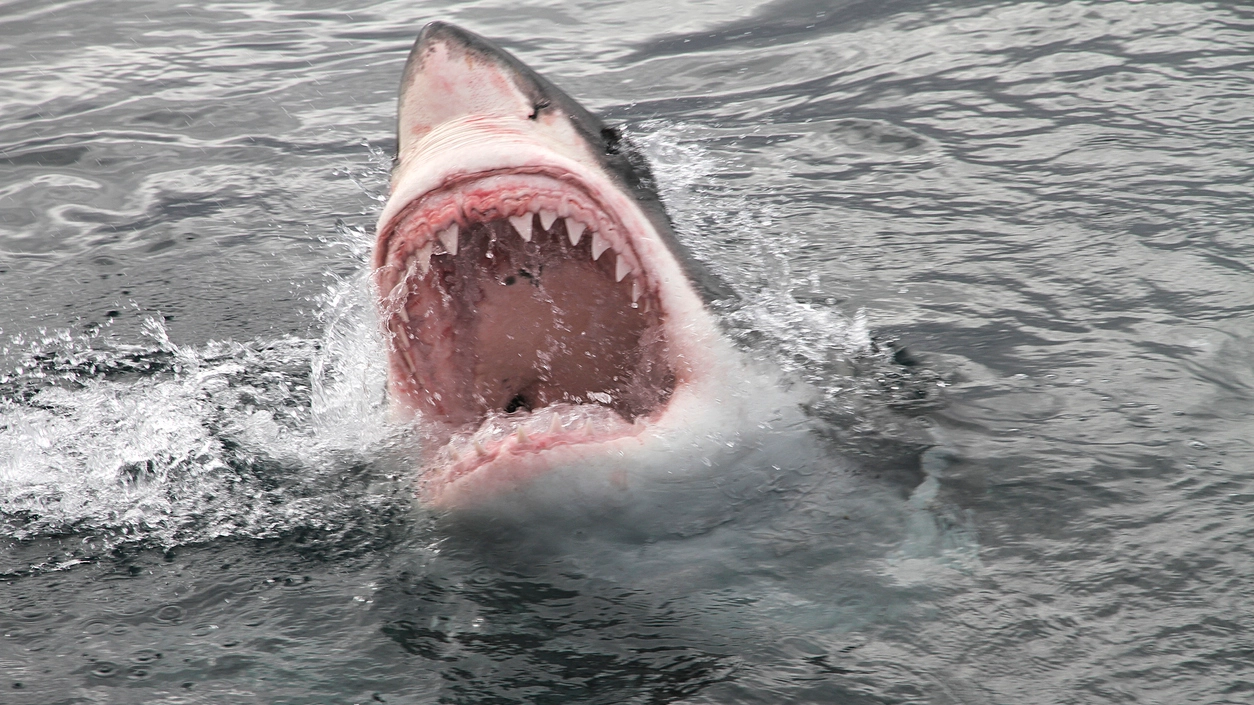 L'attacco di uno squalo - foto Peter Nile Istock