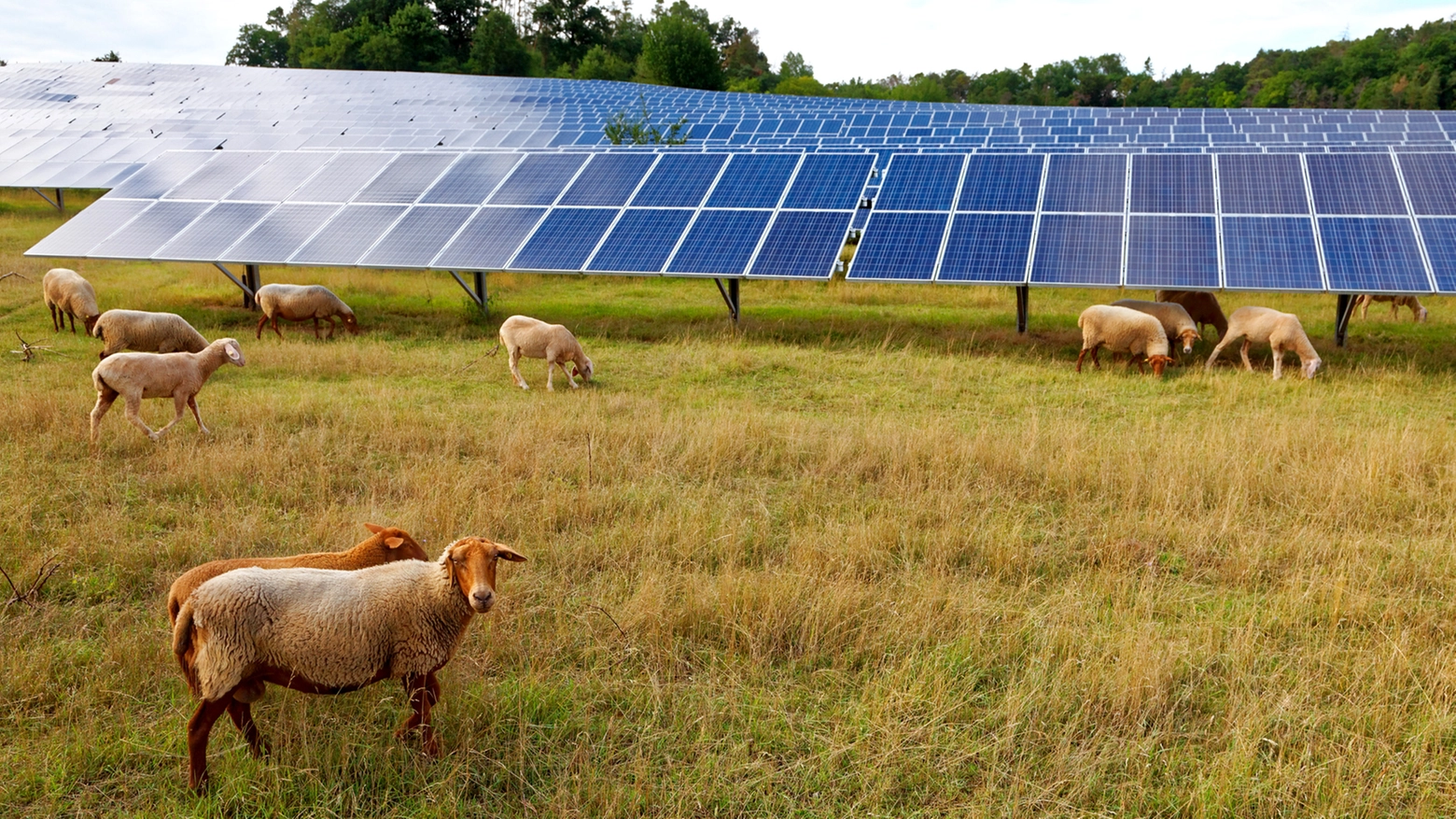 Un impianto di pannelli solari in un allevamento di pecore