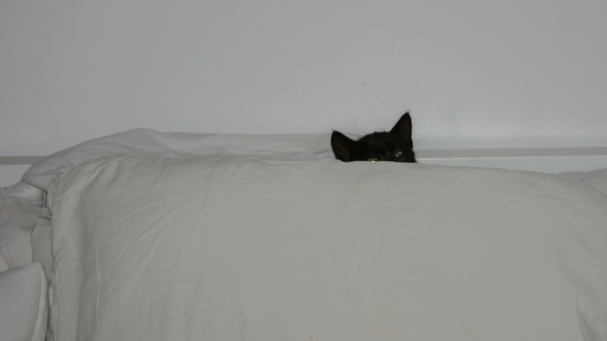 Gattino nascosto dietro al cuscino (Foto L.Gallitto)