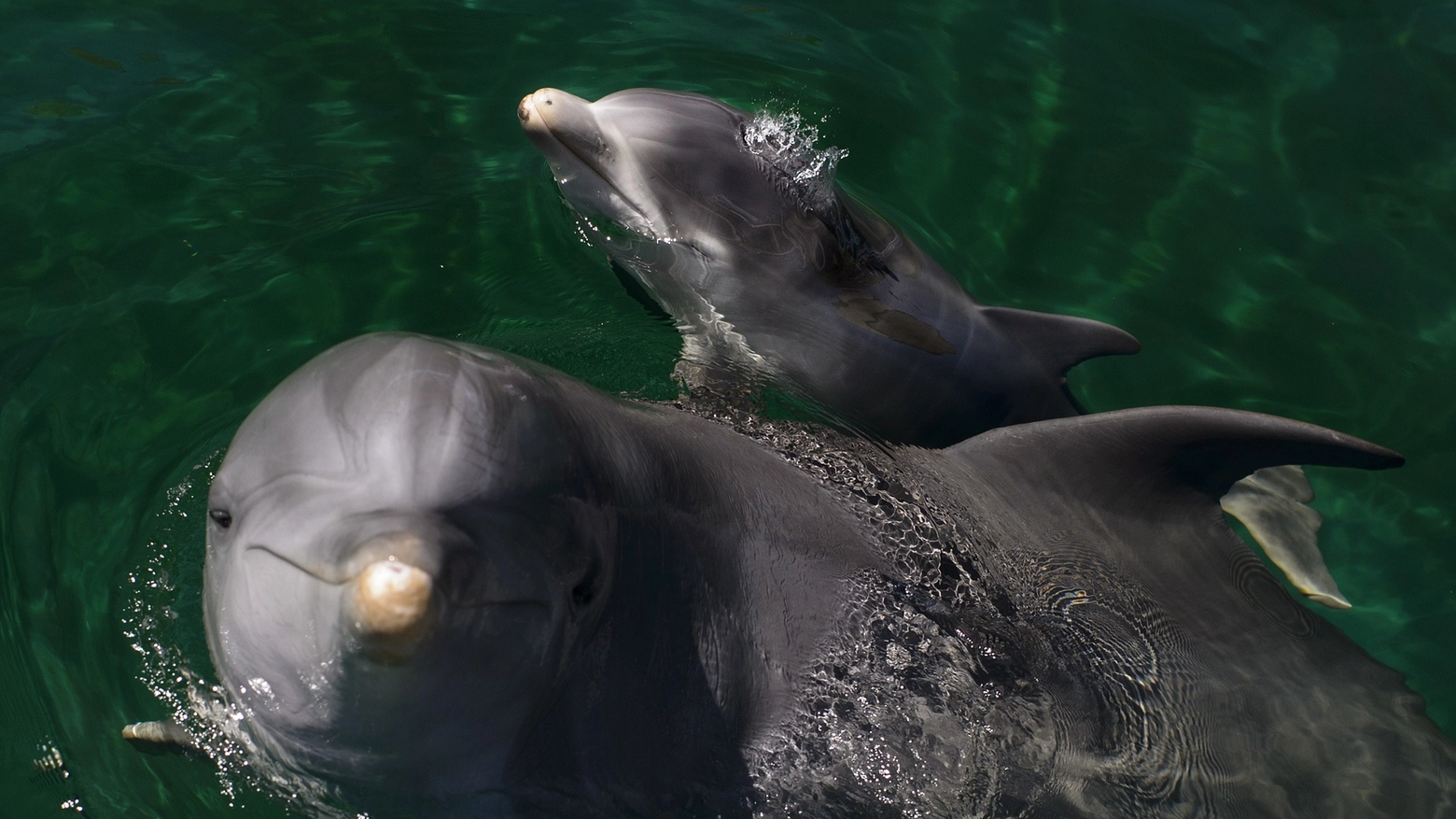 Delfini in una foto AFP