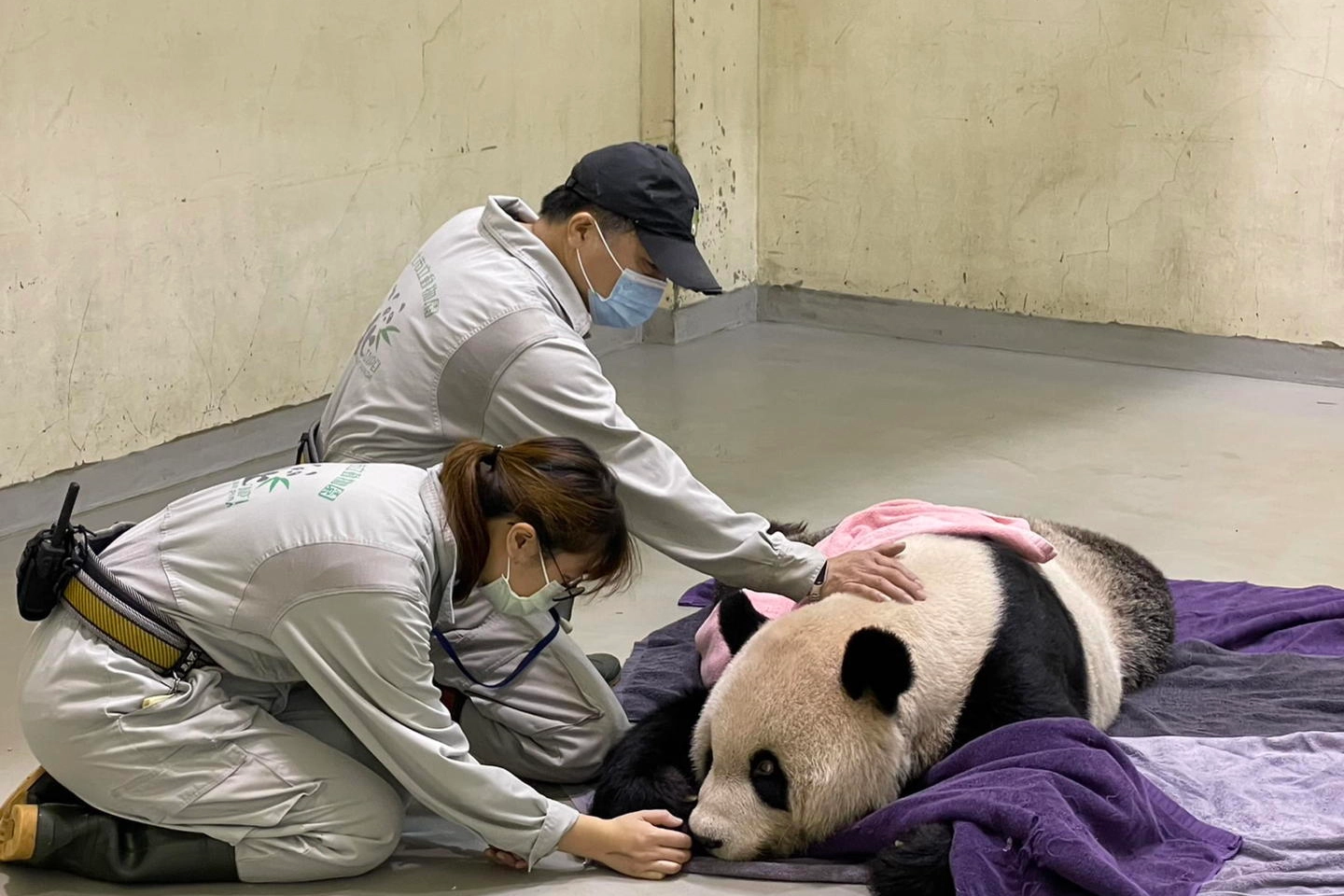 Tuan Tuan, il panda gigante dello zoo di Taipei (Ansa)