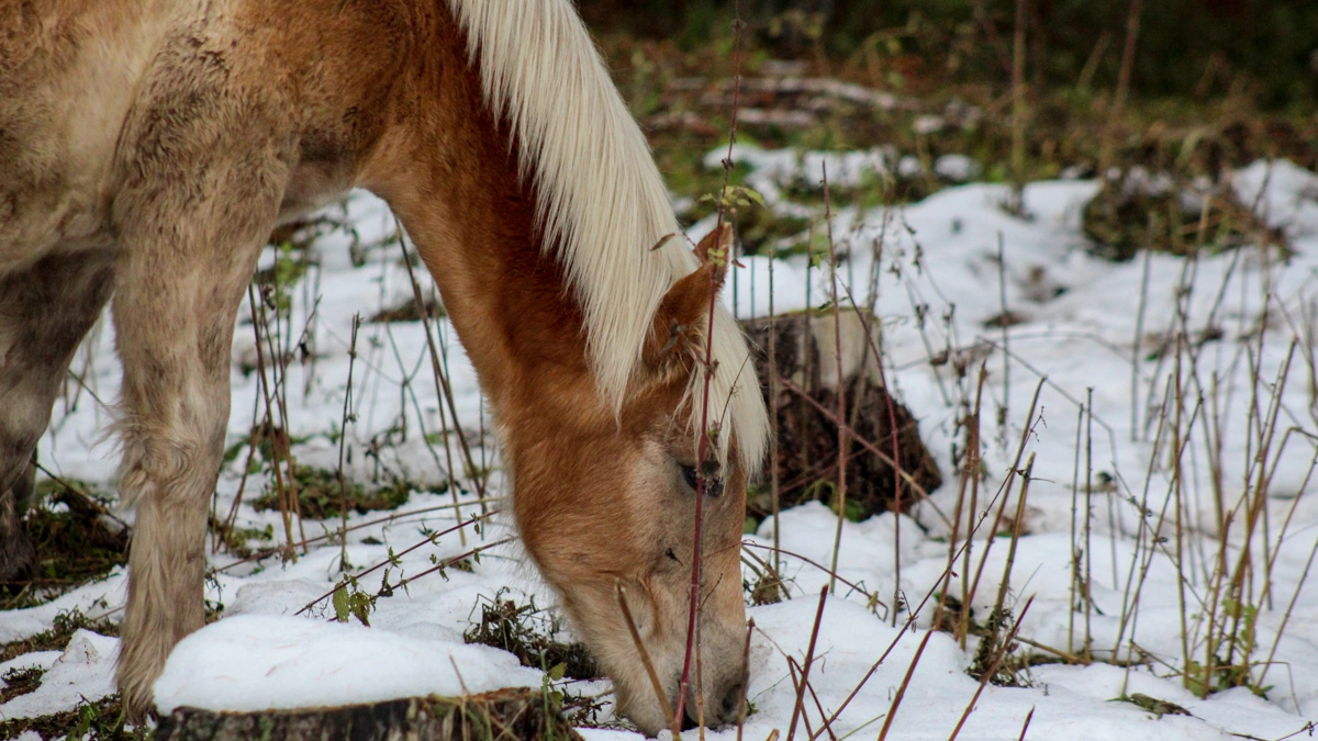Cavallo nella neve in una foto L.Gallitto