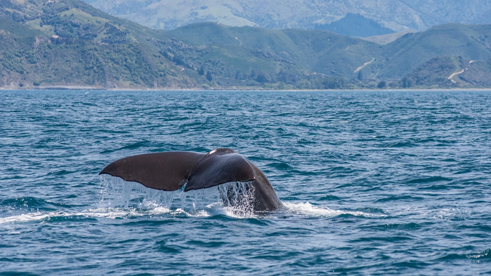 Whale watching a Kaikoura, in Nuova Zelanda - Foto: elmvilla/iStock