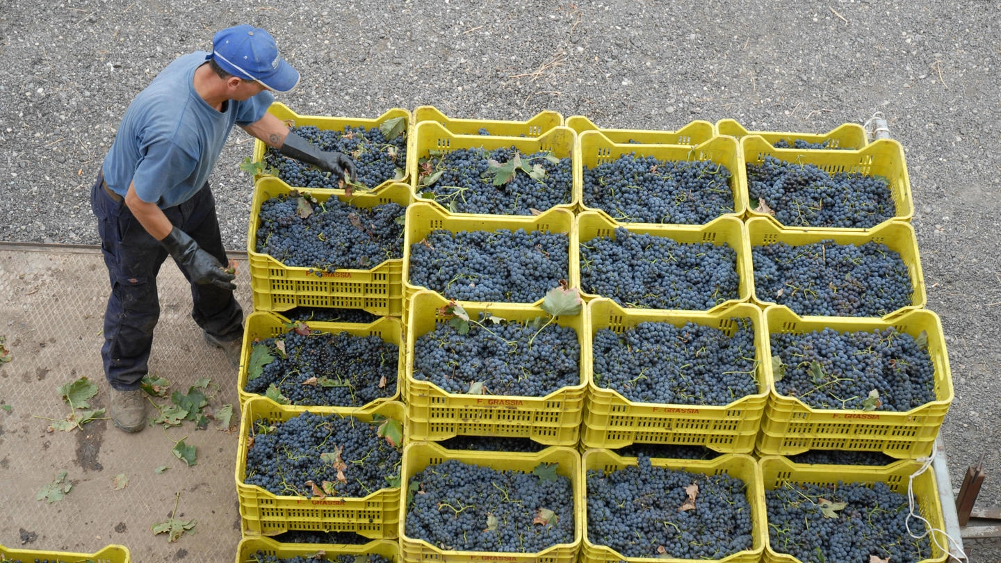 Dl rilancio, un operaio impegnato nella raccolta  dell'uva (Ansa)