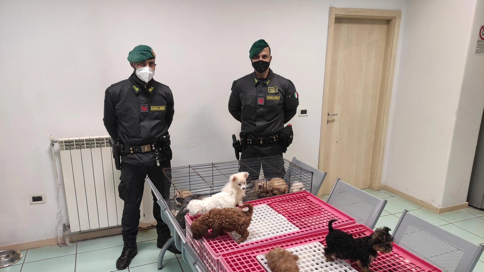 Cuccioli di cane vittime di traffico di animali