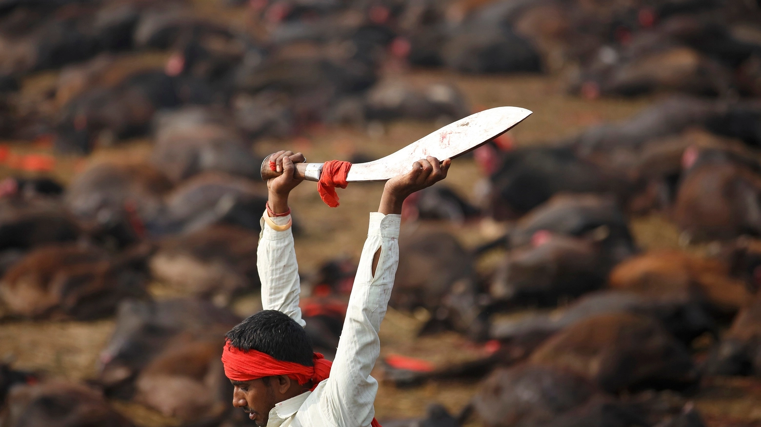 Sacrificio di animali in Nepal in una foto Reuters