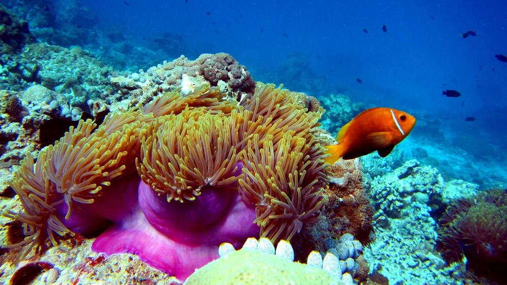 Lo spettacolo della Grande barriera corallina