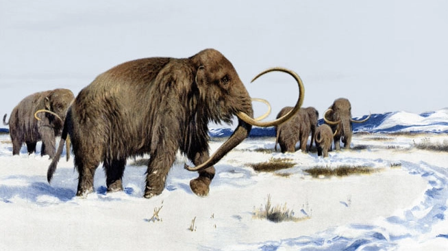 Un branco di mammut in una ricostruzione artistica (Foto: INTERFOTO/Alamy)