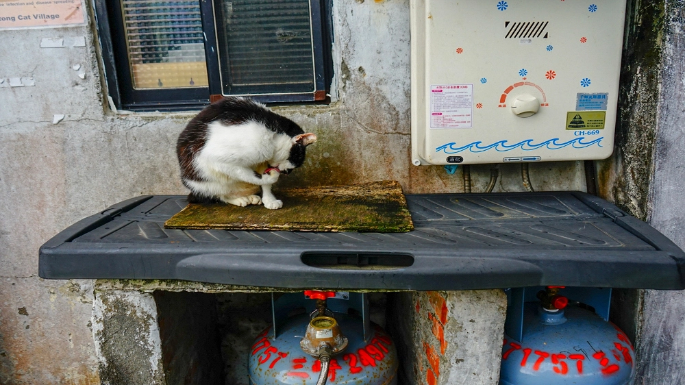 Uno dei gatti randagi di Houtong - Foto: South_Peace / iStock