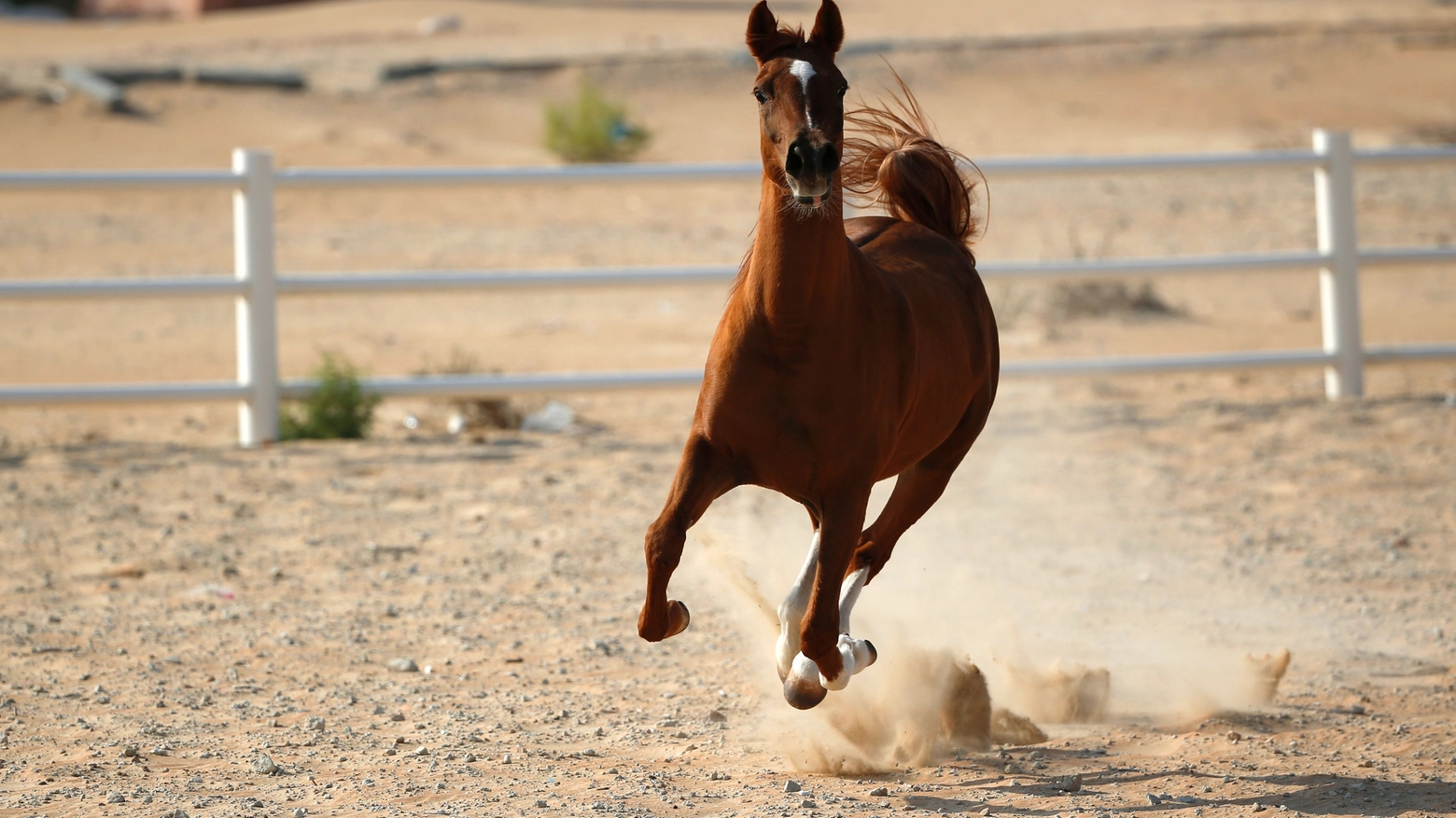Cavallo in una foto di repertorio (AFP)