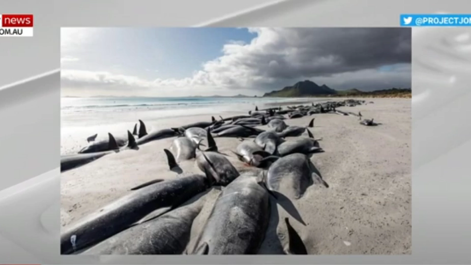 Moria di balene spiaggiate in Nuova Zelanda