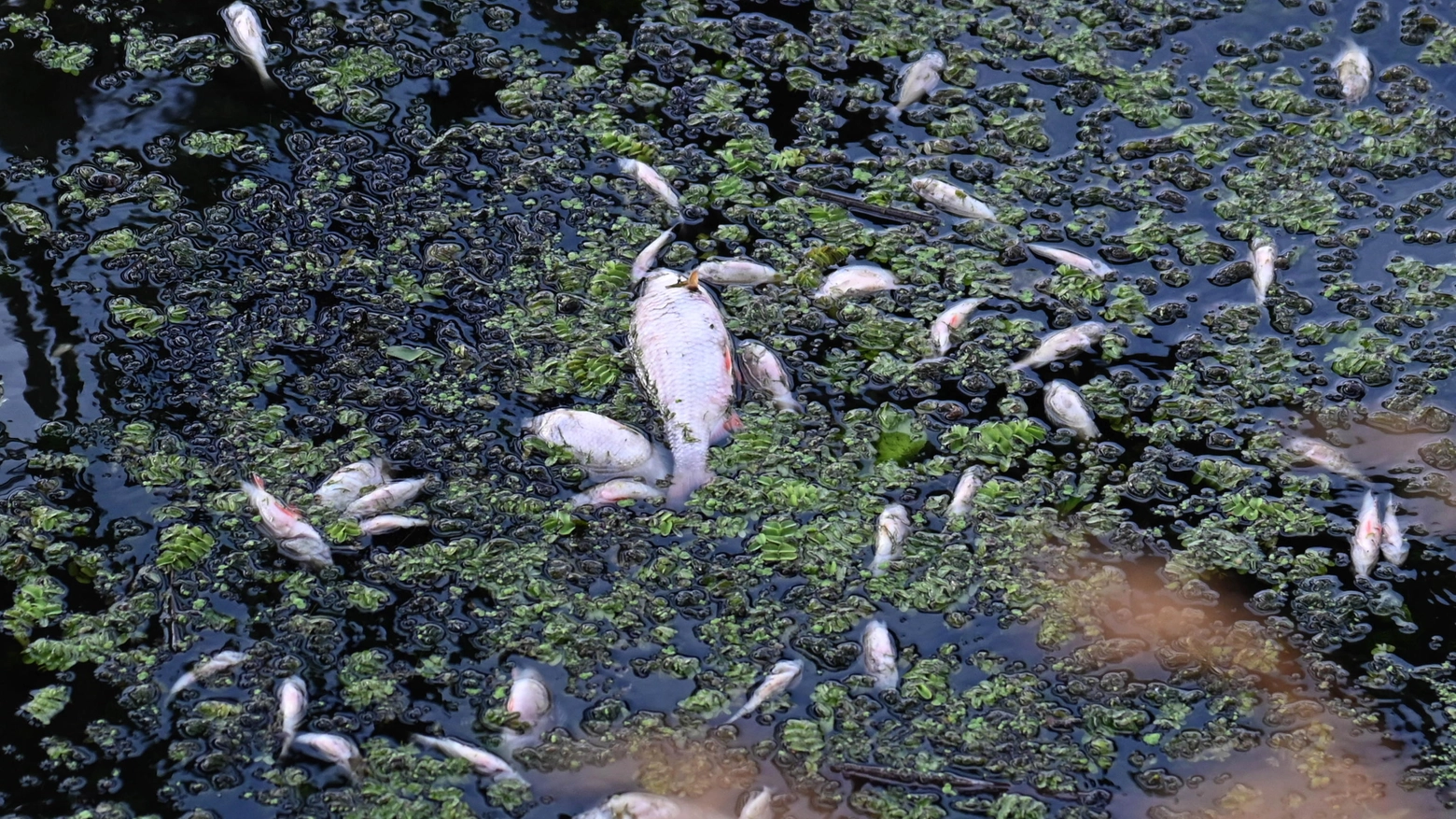 Strage di pesci nel fiume Oder: giallo e caso politico