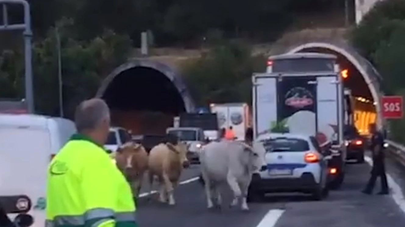Mucche libere sull'autostrada A24 (Facebook LAQTV)