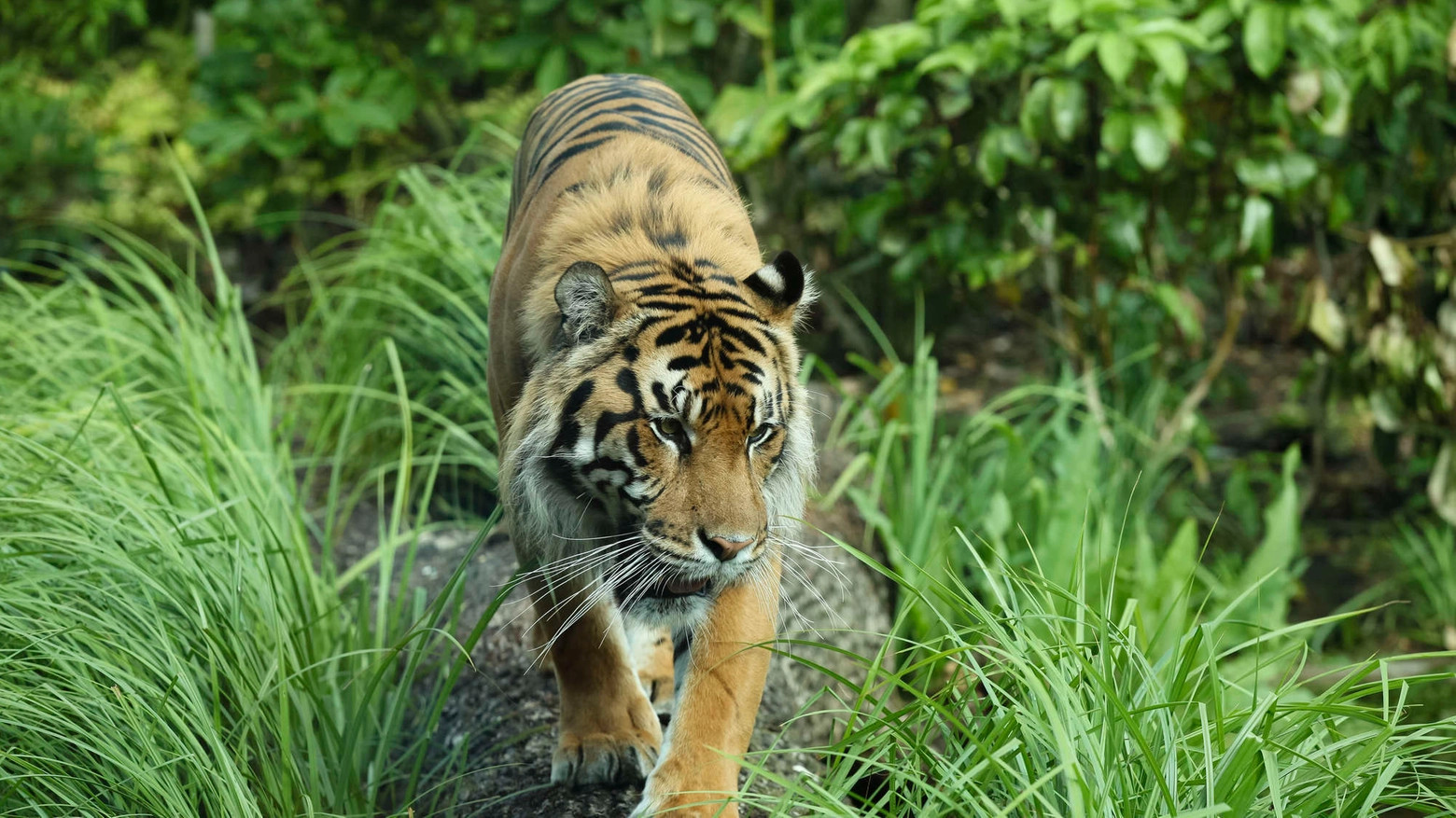 Tigre di Sumatra in una foto Olycom