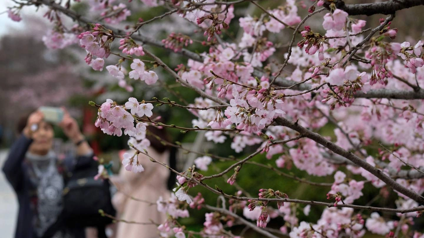 Equinozio di primavera 2018, i ciliegi in fiore a Tokyo (Lapresse)