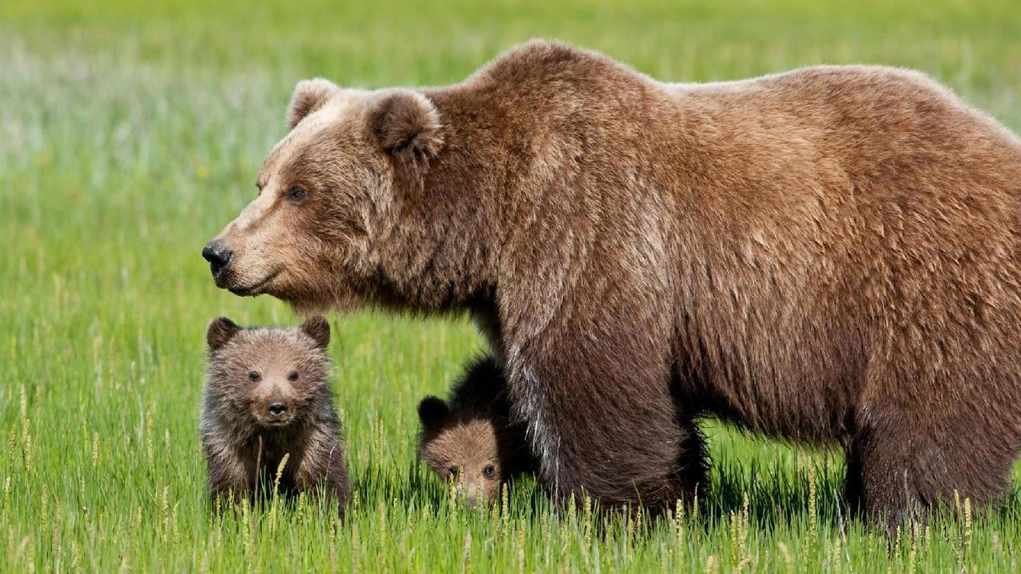 L'orsa Daniza con i suoi cuccioli (Ansa)
