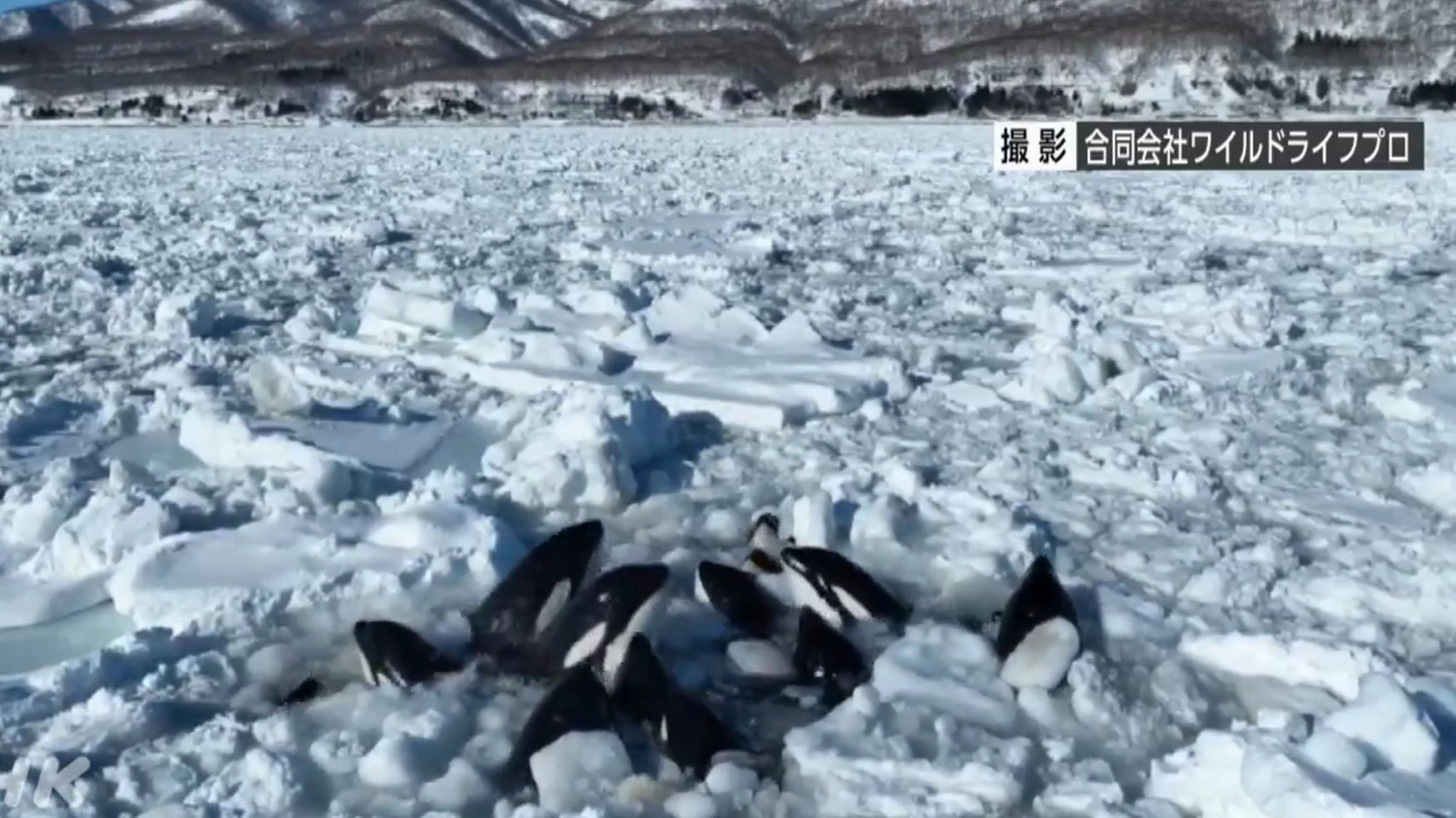 Le orche intrappolate nel ghiaccio al largo di Hokkaido