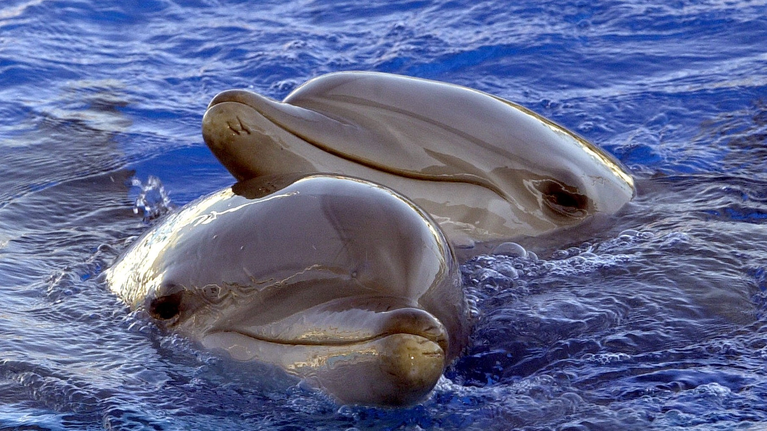 Delfini (Ansa)