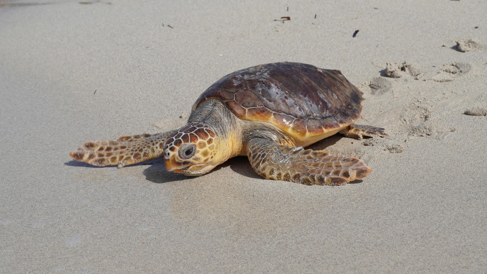 Roma, tartaruga Caretta caretta trovata morta sulla spiaggia a Ostia