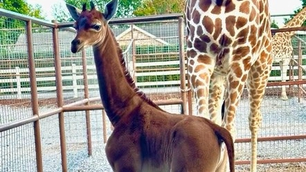E’ nata una giraffa senza macchie, unico esemplare al mondo |Animali