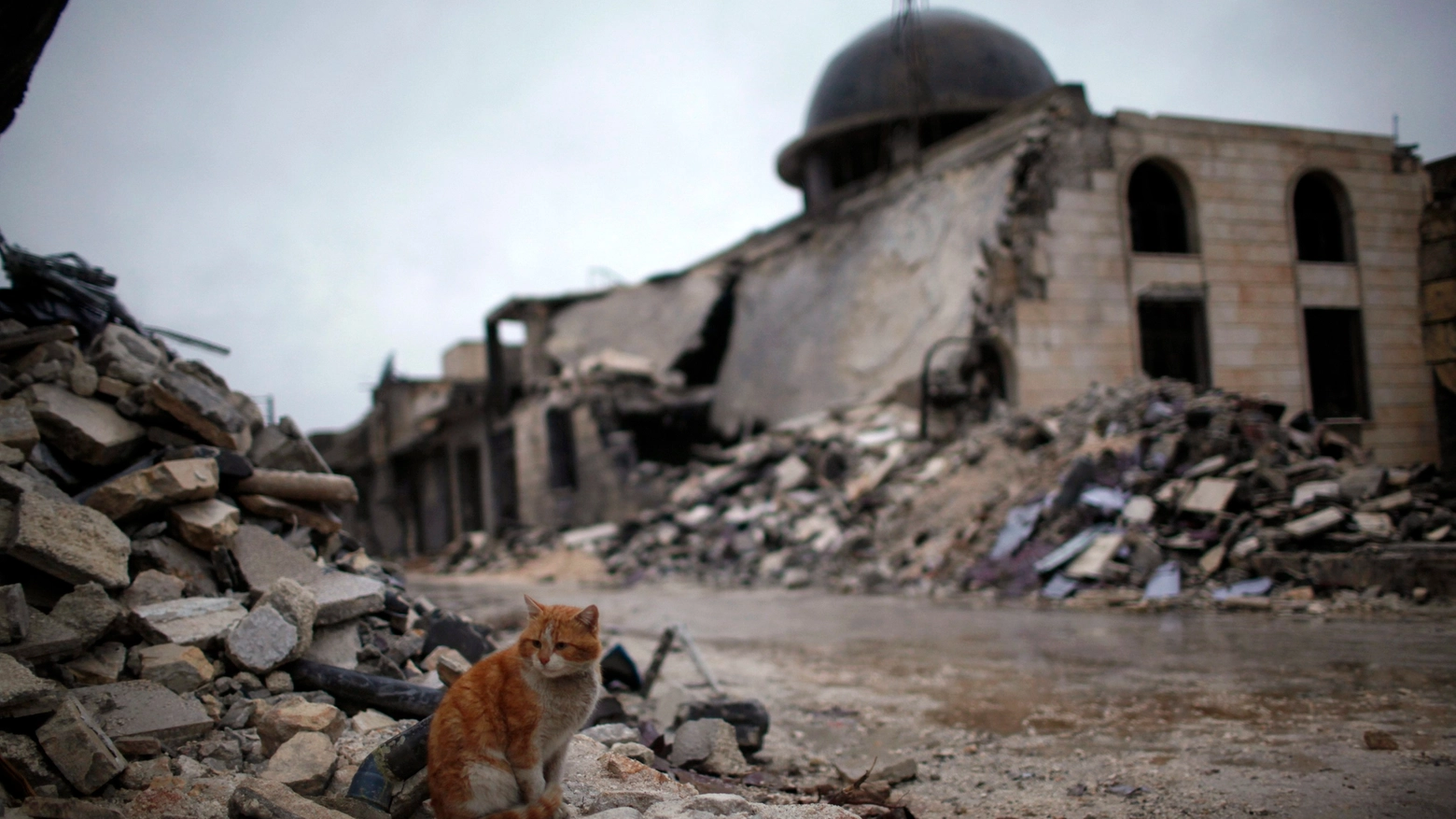 Gatto tra le rovine in una foto Reuters