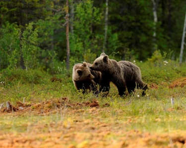 Carattere degli orsi, decide il Dna: "In Abruzzo sono meno aggressivi"