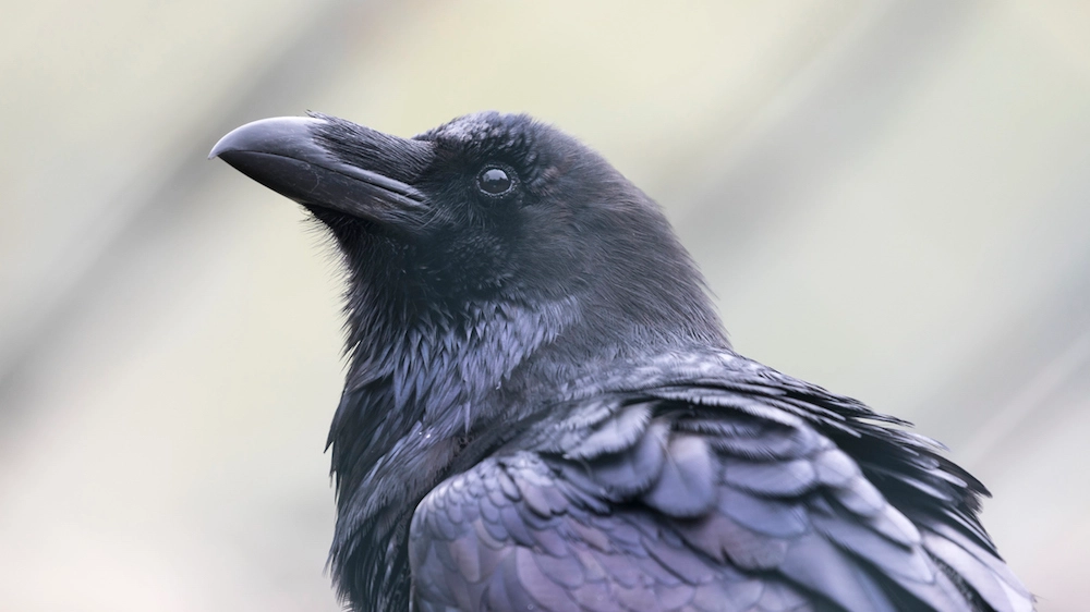 I corvi sanno risolvere problemi complessi - foto grafissimo istock