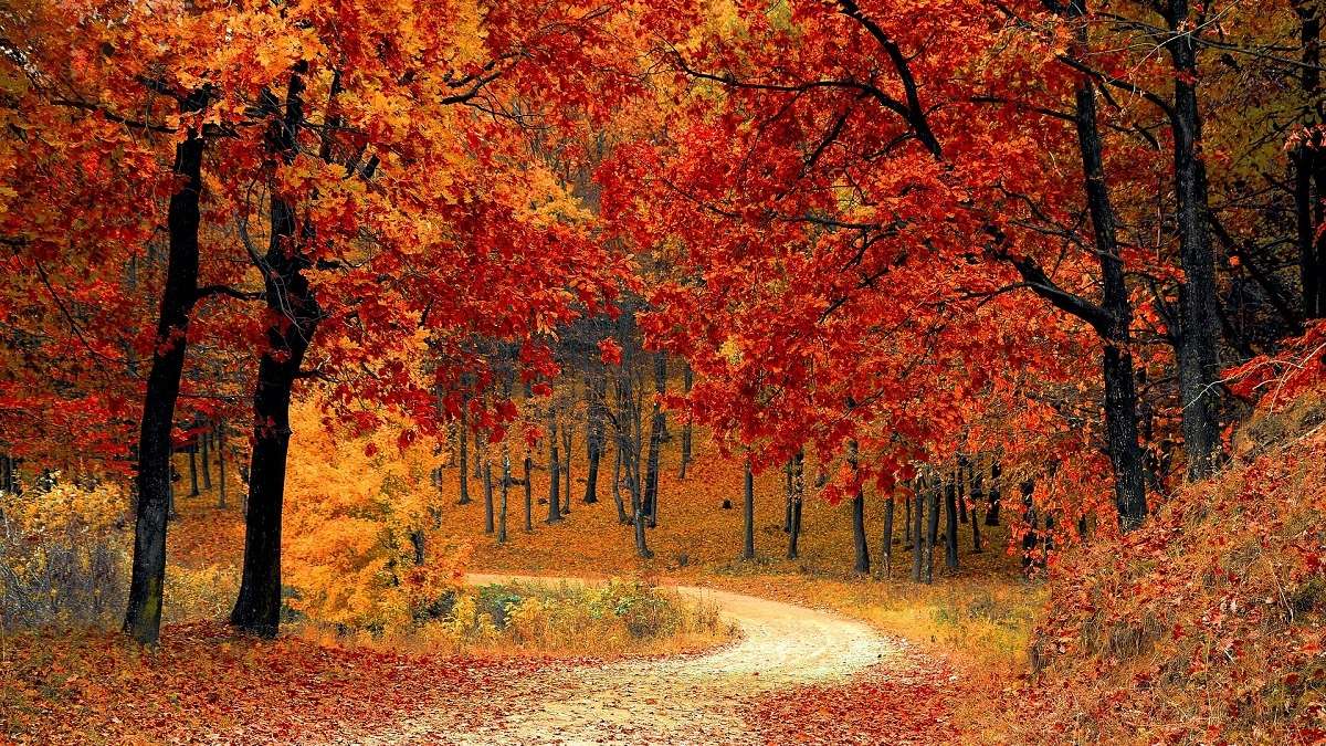 Un bosco in autunno. Il caldo anomalo sta per finire