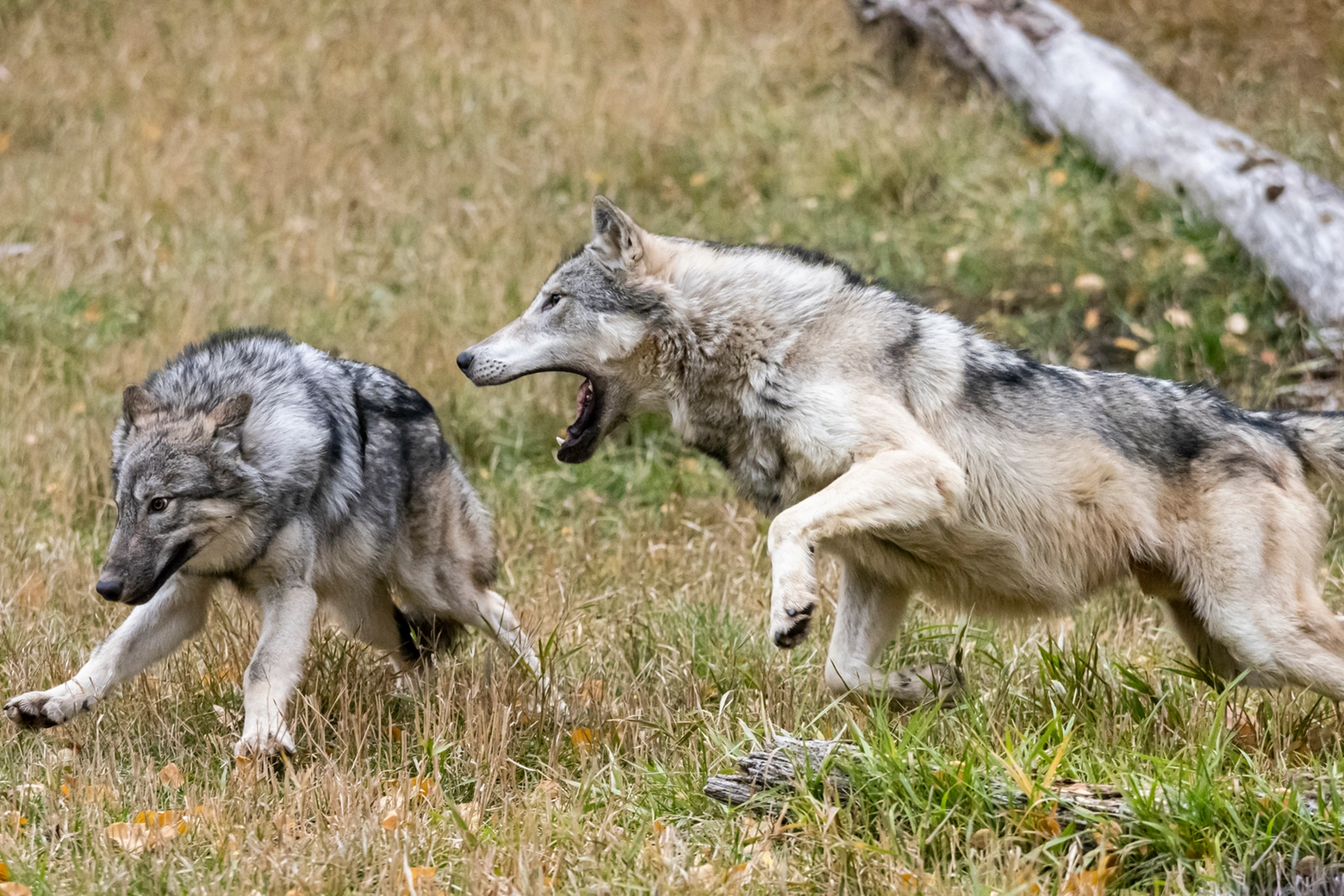 Il presidente della Provincia di Trento ha firmato il decreto per abbattere due lupi