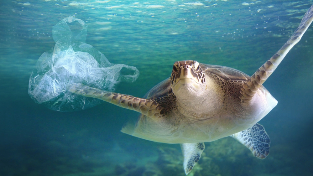 La plastica negli oceani è una trappola per le tartarughe