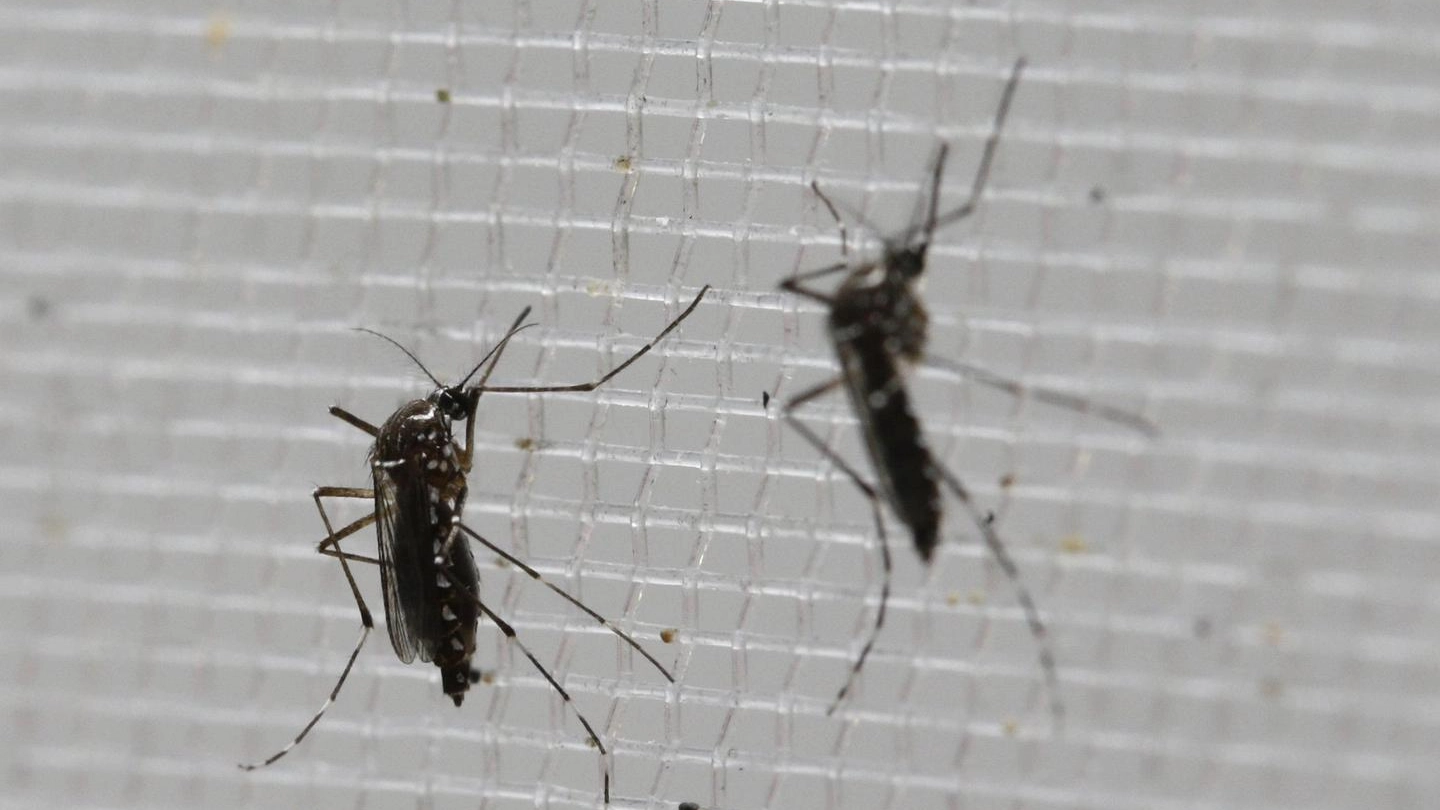 Virus Zika, l’allarme arriva anche nell’Emilia Romagna: a RImini il primo contagiato (Ansa)