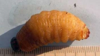 Una larva 