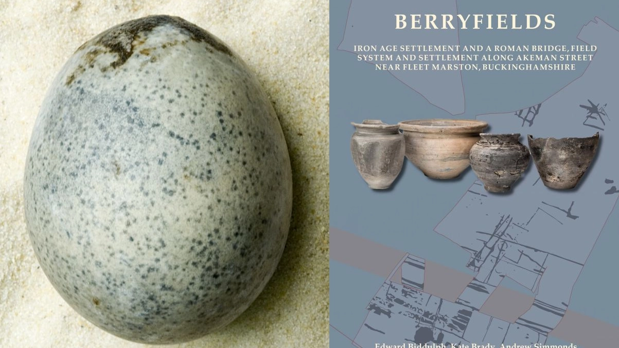 Le uova di epoca romana (Oxford Archaeology)