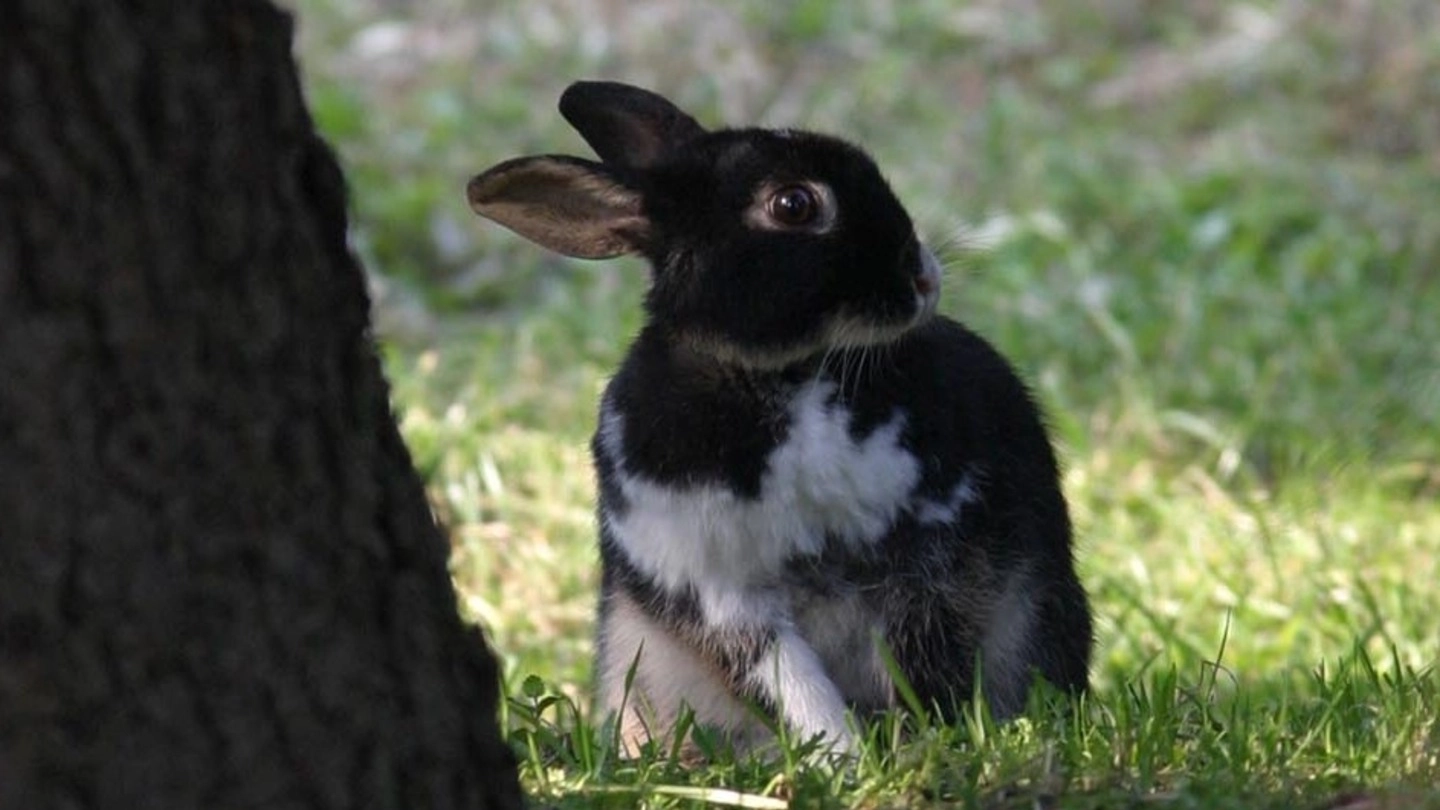 Un coniglietto, foto d’archivio Corelli