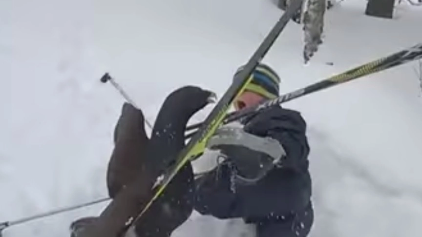 L’attacco di un gallo cedrone a un giovane sciatore