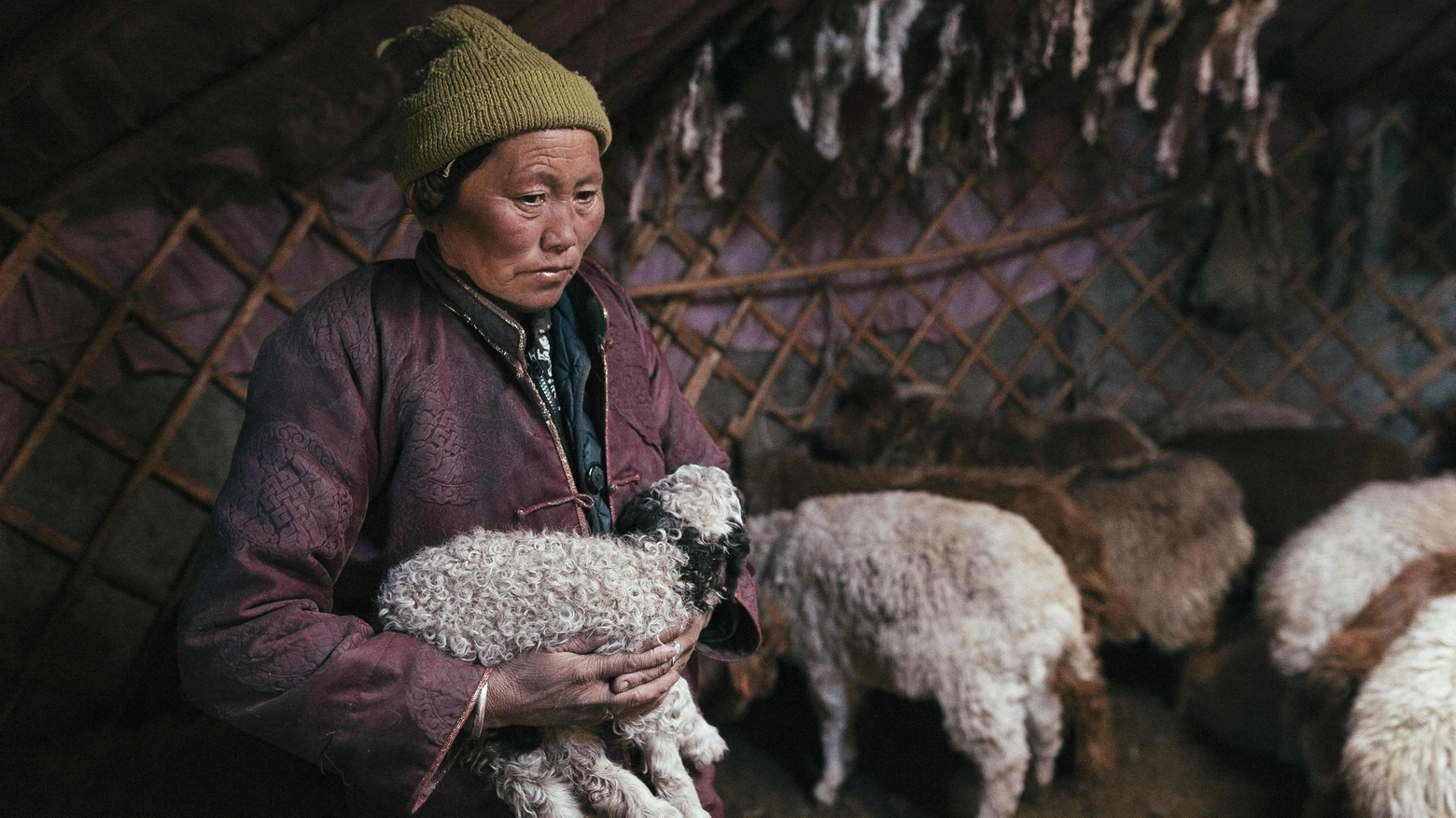 Donna mongola tiene al riparo gli animali in casa (AFP)