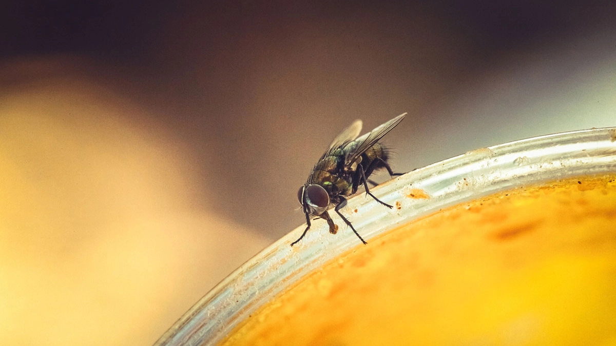 Un esemplare di mosca domestica