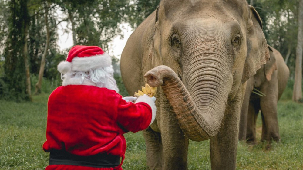 In videochat con l'elefante: un regalo di Natale originale - Foto: press anantara.com