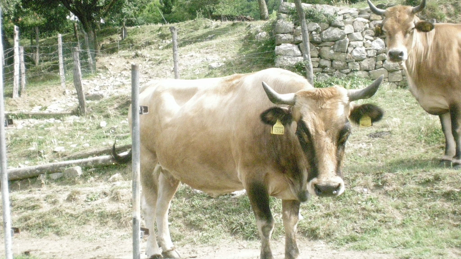 Una mucca (fotowebnaz)