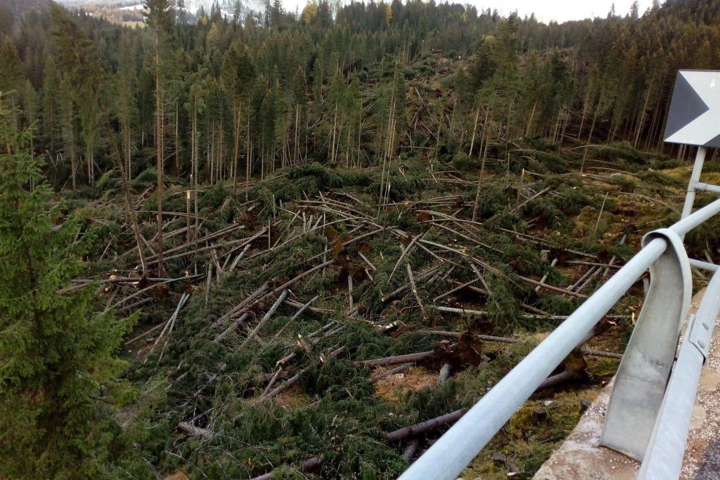 Gli alberi della Val di Fiemme devastati dal maltempo