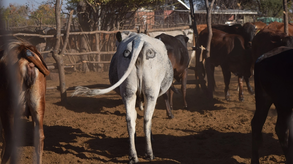 Una mucca africana con gli occhi anti-predatore sulle natiche - Foto: Ben Yexley
