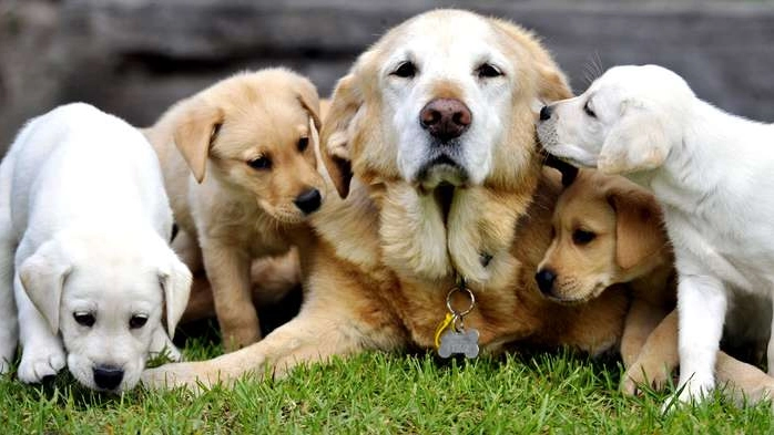 Cuccioli con la mamma (Foto Olycom)