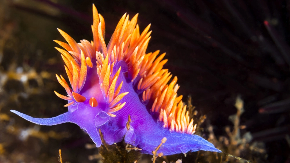 Le lumache di mare hanno forme e colori sorprendenti