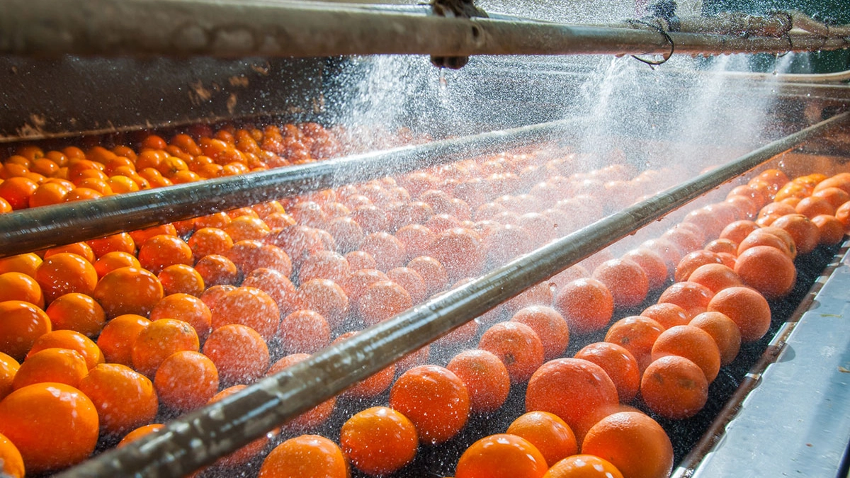 Per 250 ml di spremuta d'arancia servono 100 litri di acqua