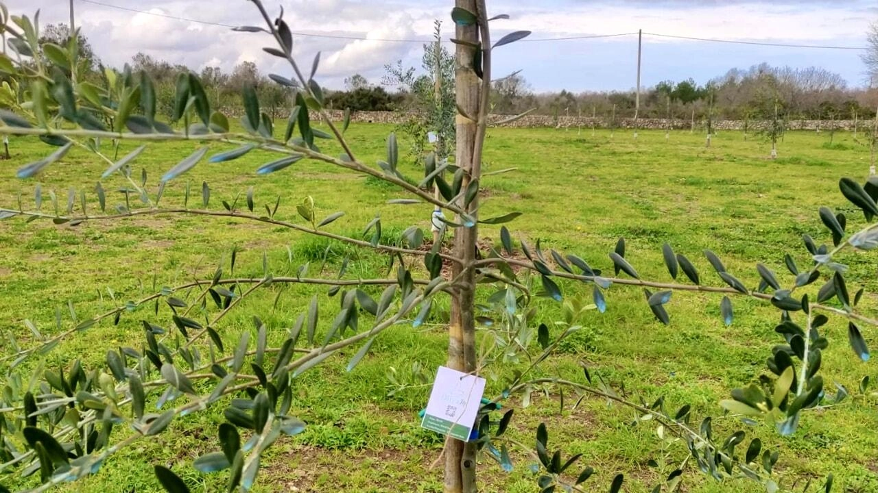 ItalCredi sostiene la riforestazione del Salento dopo la Xylella