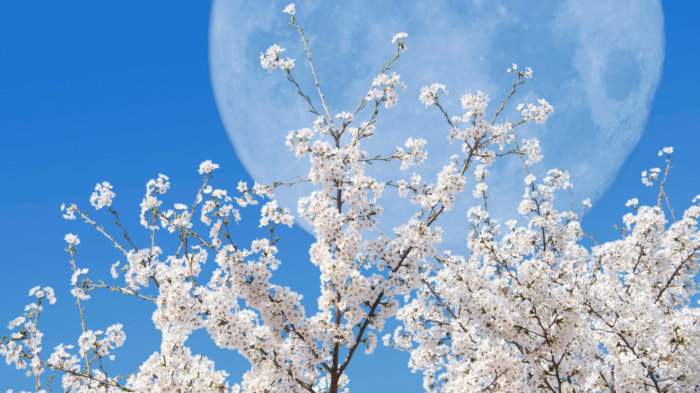Superluna nei cieli di primavera (iStock)