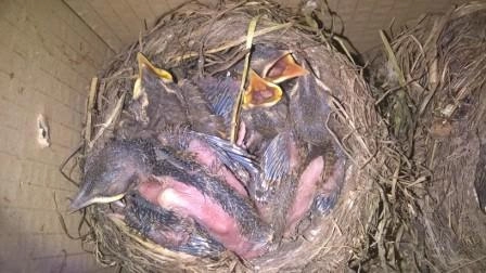 Uno dei nidi recuperati in Alto Adige