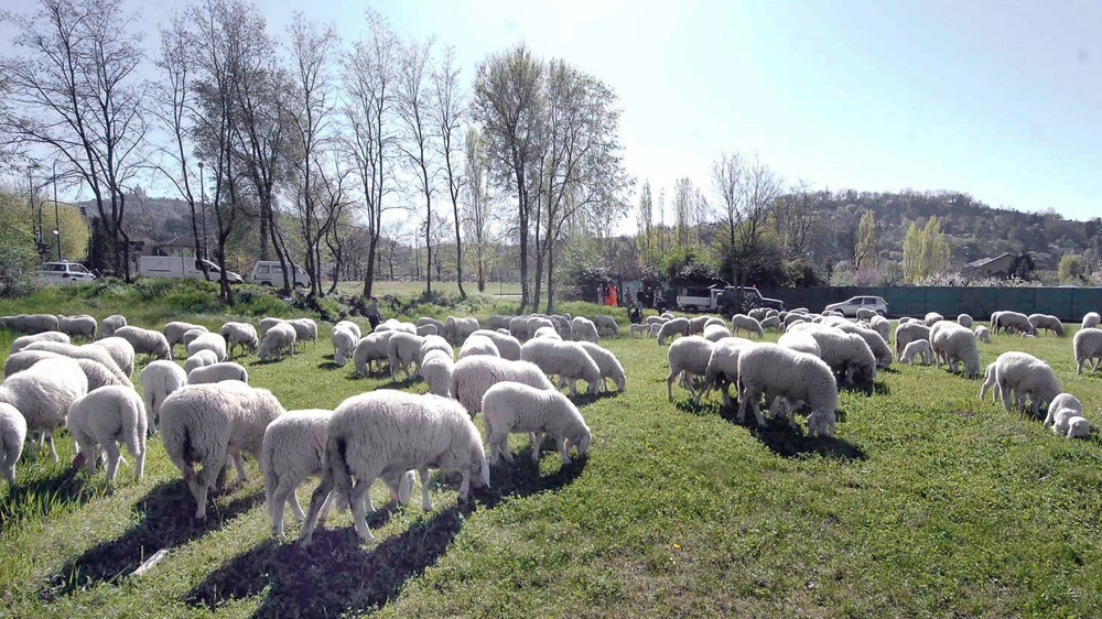 Pecore al pascolo (Foto: PHOTONEWS / CONTALDO – CONTALDO/Olycom)