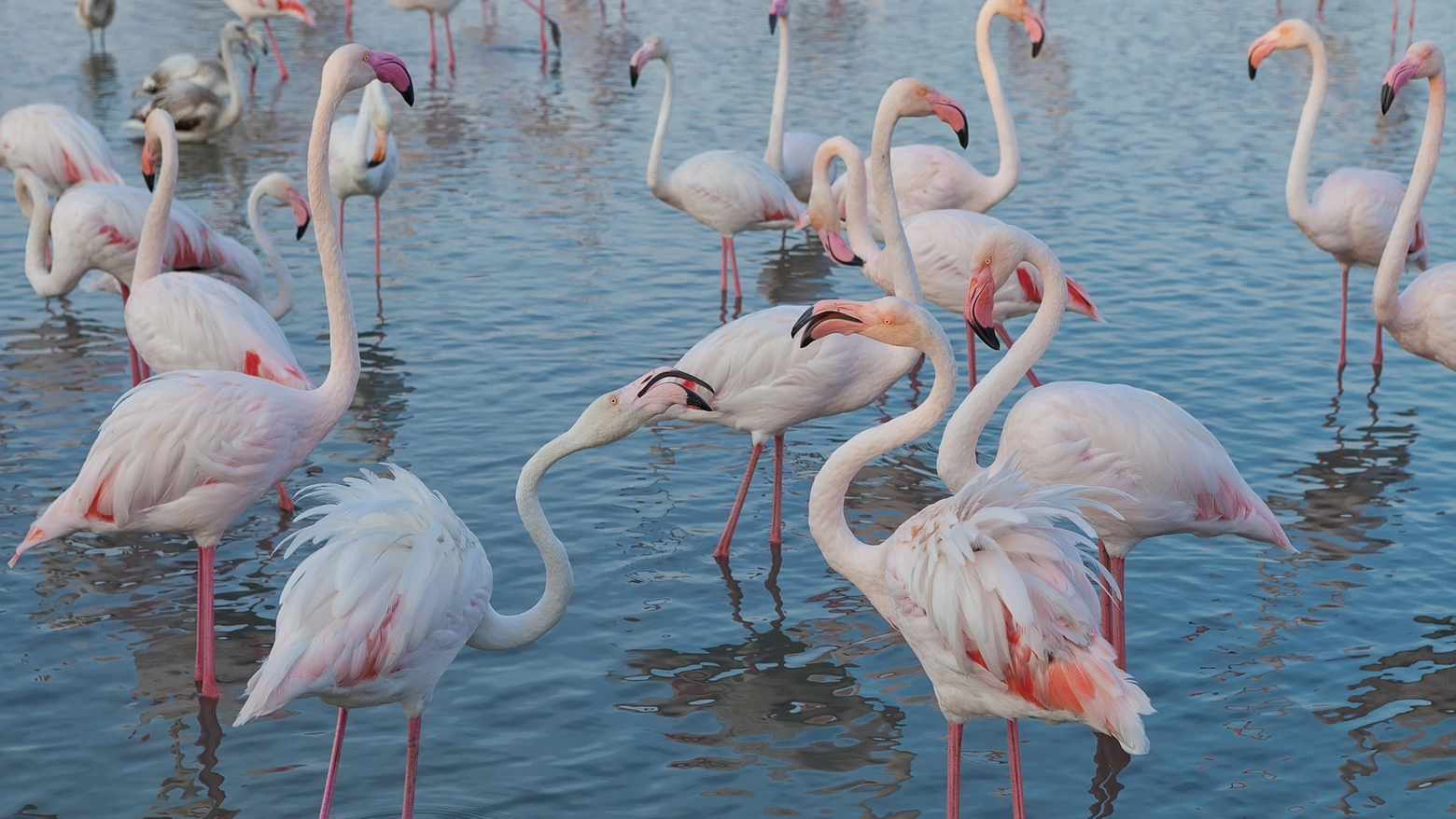 Sale l'attesa per 'Flamingomania' in Maremma (iStock Photo)