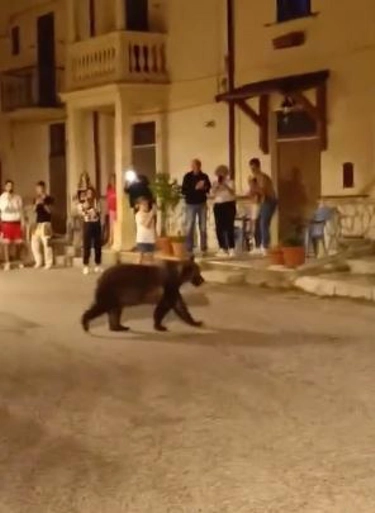 Orsa Amarena uccisa, annullata la protesta degli animalisti a San Benedetto dei Marsi. L’indagato presenta denuncia per minacce